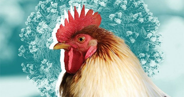 Frequently asked questions about bird flu transmitted to humans