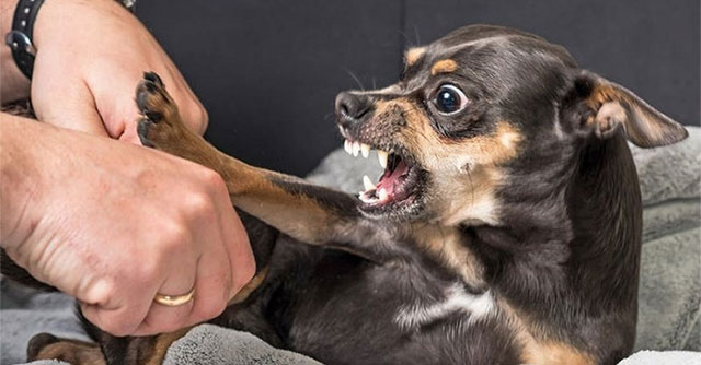 Frequently asked questions about rabies