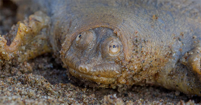 Frog-faced turtles are motionless 95% of the time.