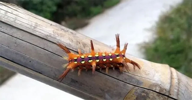 From 'monster' to 'treasure': This horror species is helping many people make a fortune