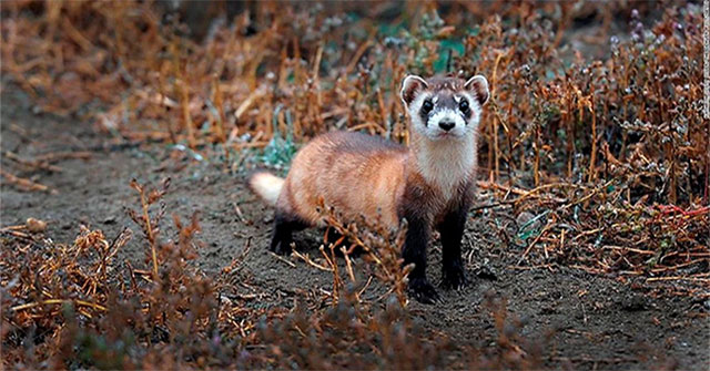 'Frozen Zoo' revives animals on the verge of extinction