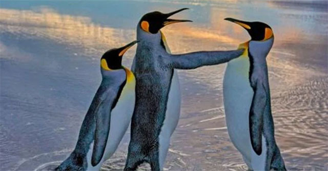 Funniest wild animal photos of 2024