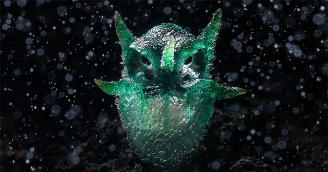 Funny plants shaped like owls
