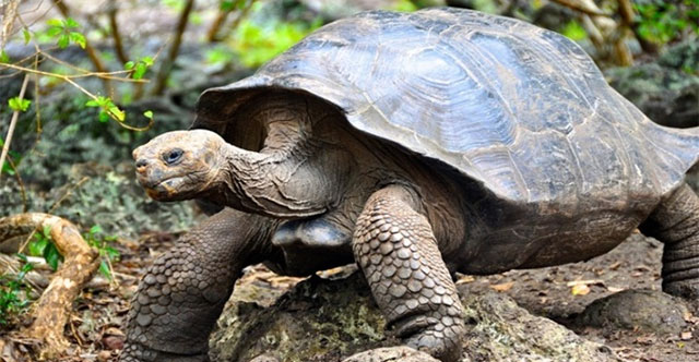 Galapagos once exterminated invasive goats to save giant tortoises