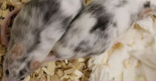 Gene editing to select sex for animals to reduce killing
