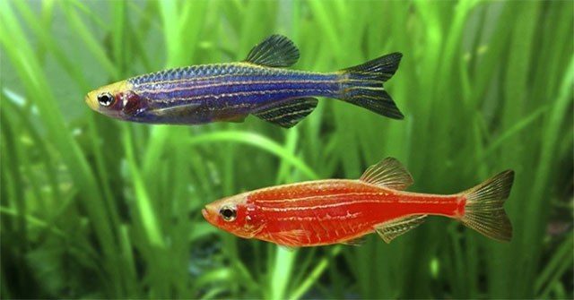 Genetically modified glowing fish run away from the farm
