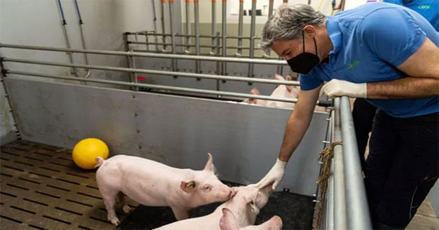 German scientist bred pigs to transplant human hearts