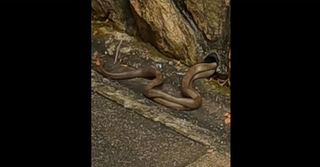 Getting into the water pipe to pair, poisonous snakes were caught alive