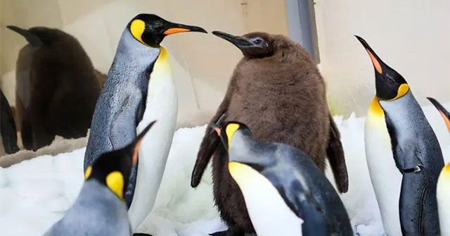 Giant baby penguin causes 'waves' on social networks