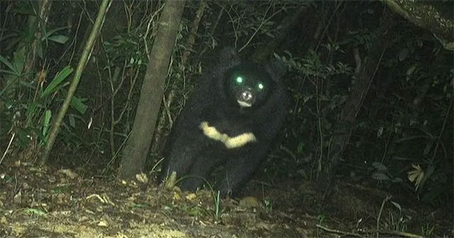 Giant bear discovered in Quang Tri forest