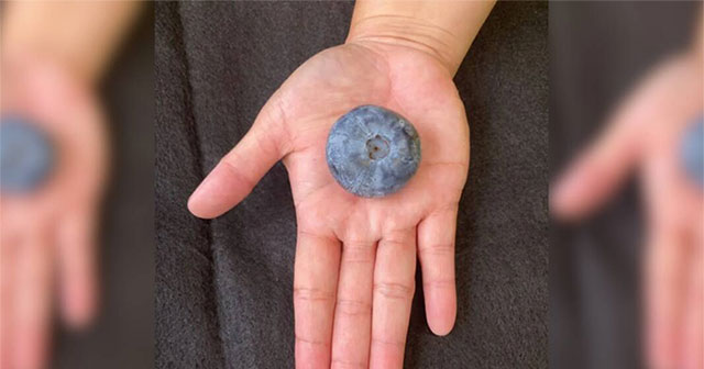 Giant blueberry breaks Guinness World Record