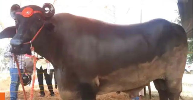 Giant buffalo weighs 1.5 tons, costs more than 69 billion VND