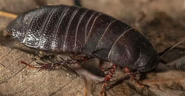 Giant cockroaches thought extinct 80 years ago suddenly appear in Australia