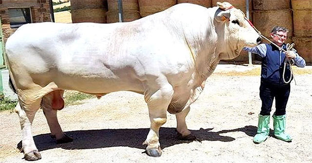 Giant cow 2 meters high, weighs 1700kg