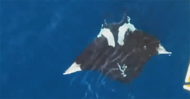 Giant creature that can weigh 3 tons, 9m long - Sharks also become small when swimming next to them