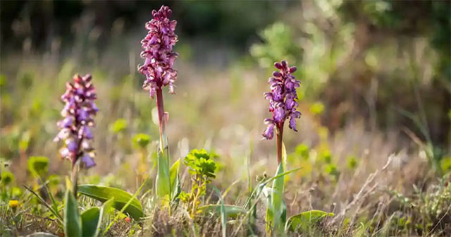 Giant orchids first appeared in the UK