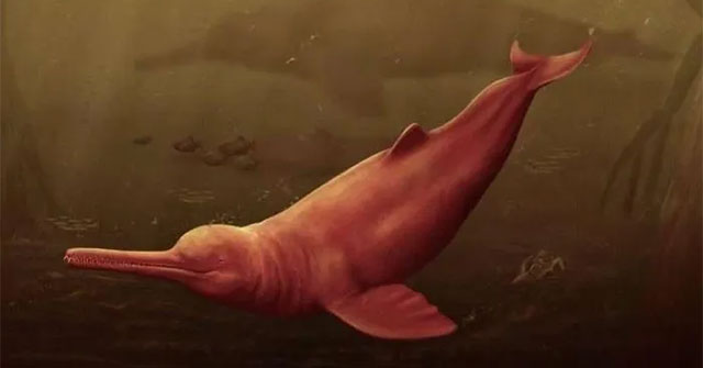 Giant river dolphin fossils discovered in Peru