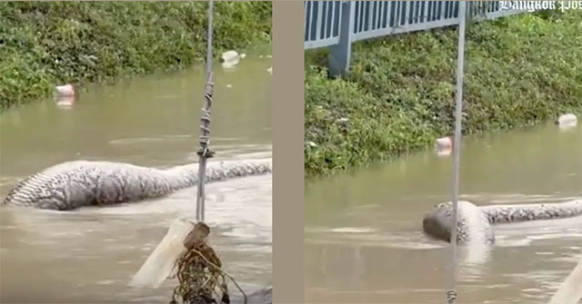 Giant snake 'like a monster' swims in flood water in Thailand, many people are scared