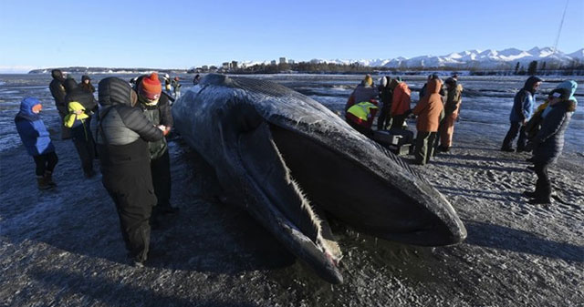 Giant whale carcass washes up on Alaska beach