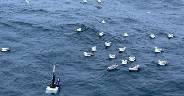 Global phytoplankton weighs as much as 250 million elephants