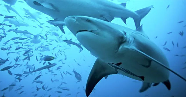 Global warming causes many marine animals to die en masse because of... cold