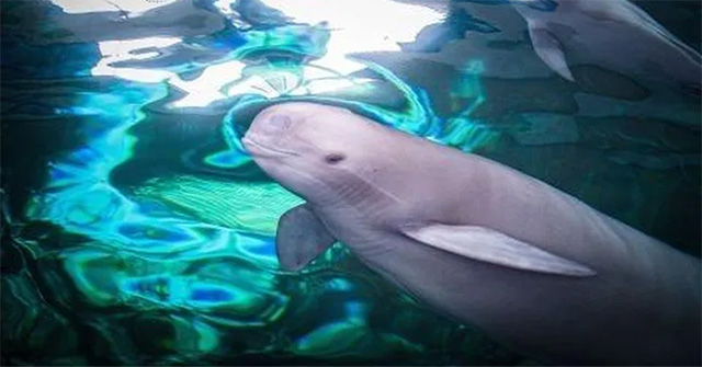 'Goddess of the Yangtze River' stands on the brink of extinction