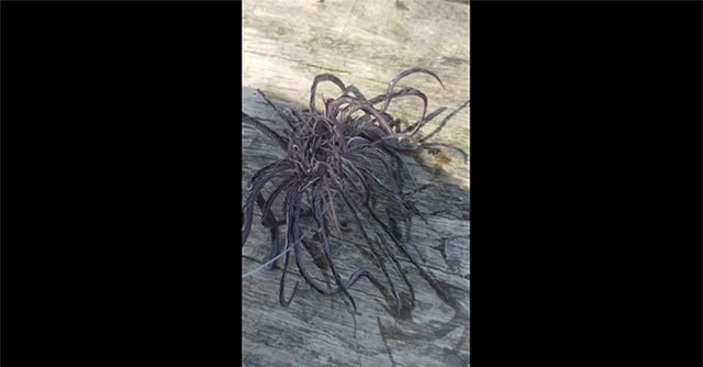 Going fishing, the man was scared when he caught something scary