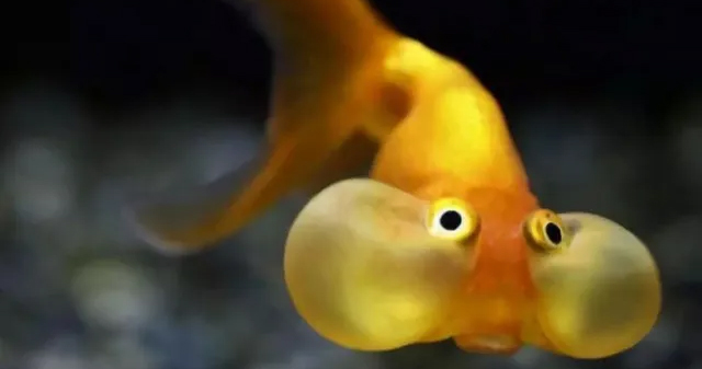 Goldfish, the most pitiful fish on our planet