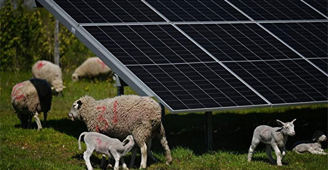 'Grass Grazing + Solar' Model - Technology and Animals Coexistence on the Rise in the US