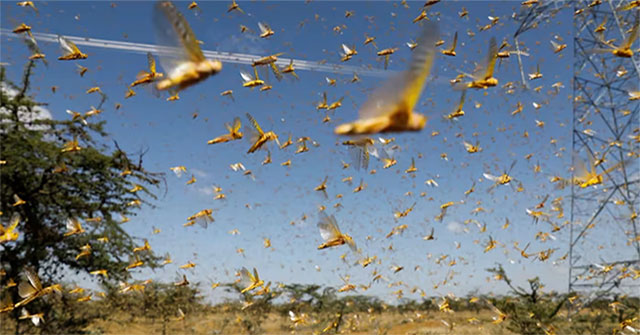 Grasshoppers have been ravaging the Earth since before the dinosaurs were born
