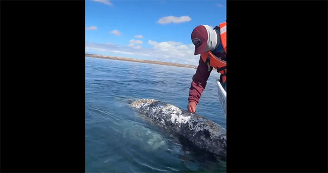 Gray whale approaches boat, asks man to remove lice from head