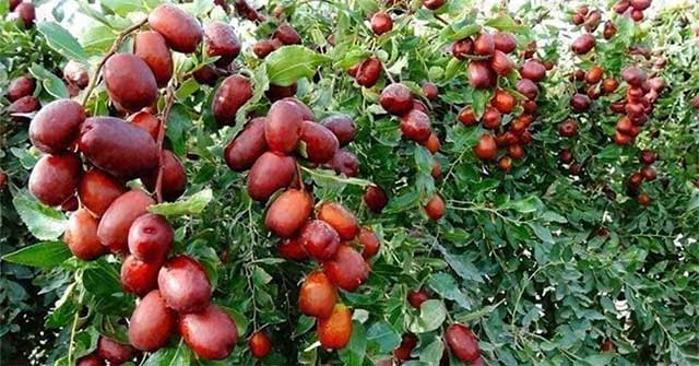 Great benefits of Xinjiang red apples you should know