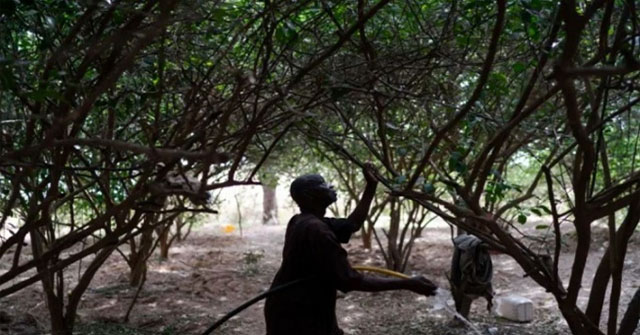 Green wall helps Africa cope with desertification