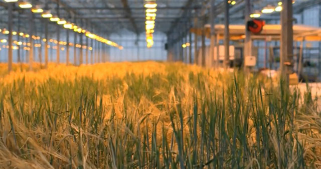 Growing barley to create meat in the lab