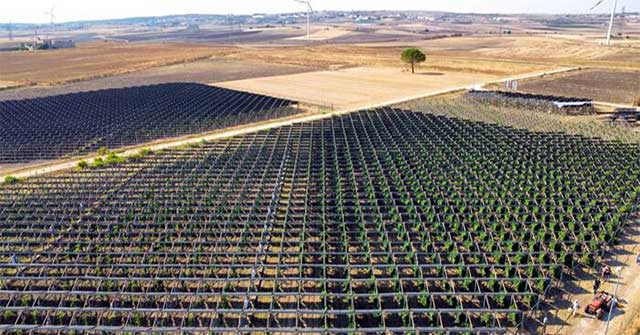 Growing grapes under solar panels produces surprisingly delicious wines