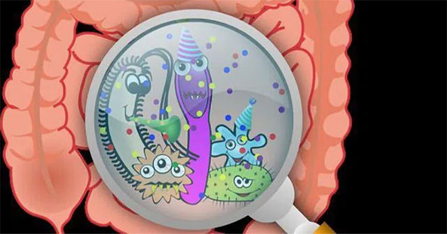Gut bacteria may be the 'trigger' of different cravings in humans