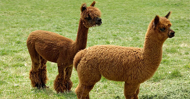 H5N1 avian influenza was first detected in camels in the US