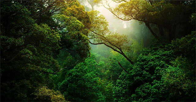Half of the Amazon rainforest is at risk of turning into savanna