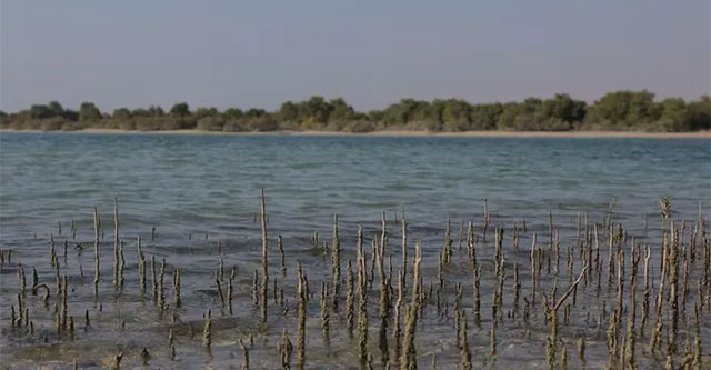 Half of the world's mangrove forests are at risk of completely disappearing