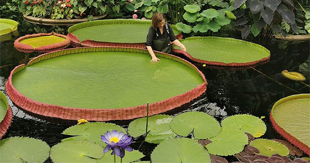 He discovered a new species of giant water lily, 3 meters wide leaves, 177 years old