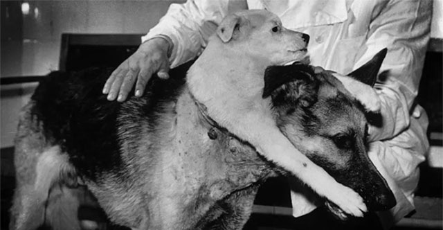 Head Transplants - Shocking Experiments