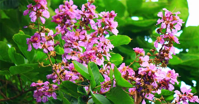 Health benefits and remedies from Polyscias fruticosa
