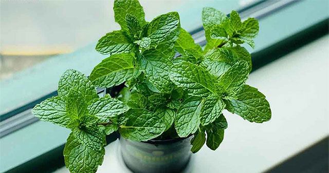 Health benefits of mint leaves you should know