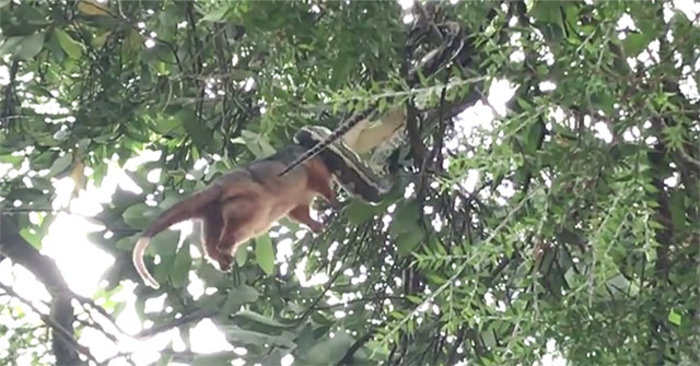 Hearing the noise, the man witnessed a scary scene in the tree