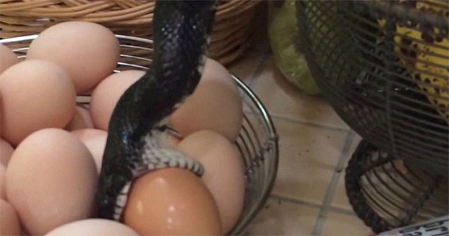 Hearing the noise, the woman was shocked when she saw the scene before her eyes
