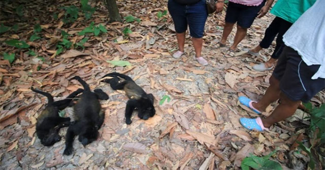 Heat in Mexico causes howler monkeys to die en masse