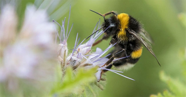 Heat is killing Earth's important pollinators