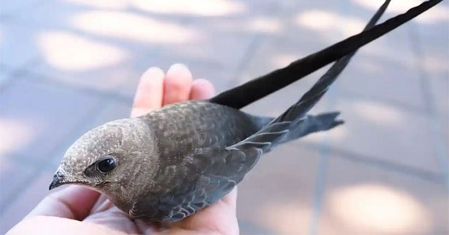 Heat wave in Spain caused hundreds of young swallows to be 'baked'