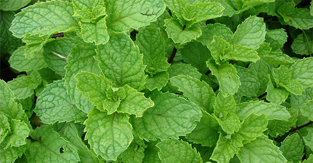 Herbs to help relieve joint pain after Covid-19