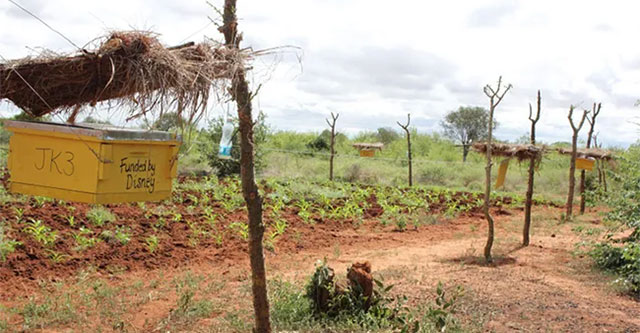 Honeybees - 'warriors' protecting crops from elephants' destruction